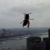 [UPDATE]: Giant Cicada Sighting In Lower Manhattan?